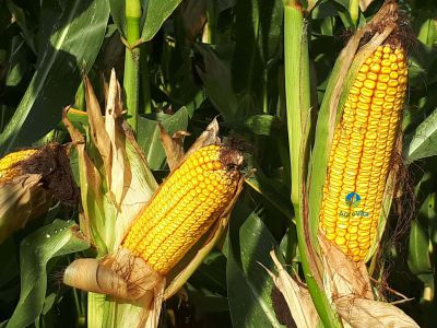 купить Голд 320 Голд 320