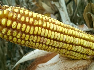 купить Солонянський 298 СВ Солонянський 298 СВ