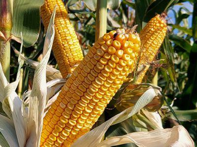 купить ДН Хортиця ДН Хортиця