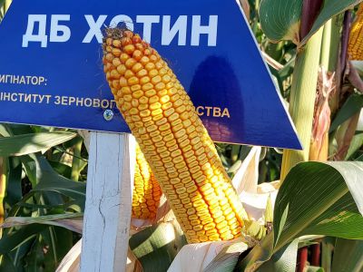 купить ДБ Хотин ДБ Хотин