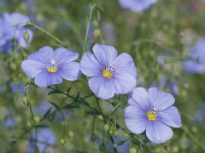 купить Льон Айвенго Льон Айвенго