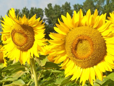 купить Фолк Фолк