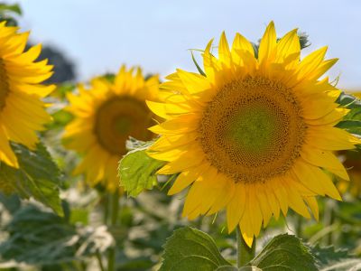 купить Шенон Шенон