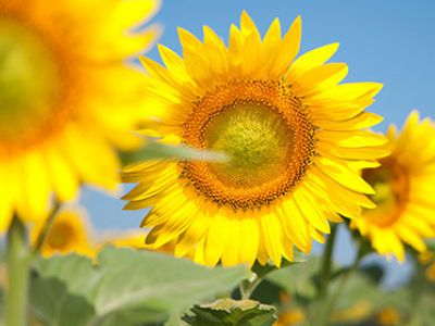 купить Сонячний настрій Сонячний настрій