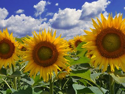 купить Атілла Атілла